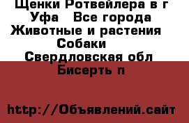 Щенки Ротвейлера в г.Уфа - Все города Животные и растения » Собаки   . Свердловская обл.,Бисерть п.